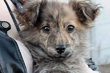 Jeżu czyli Jurek do adopcji ,  śląskie Częstochowa