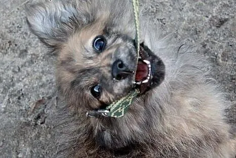 Jeżu czyli Jurek do adopcji ,  śląskie Częstochowa
