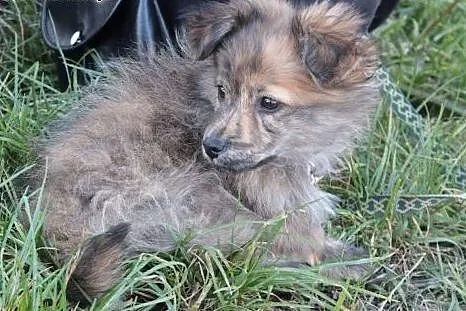 Jeżu czyli Jurek do adopcji ,  śląskie Częstochowa