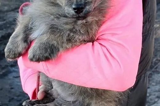 Jeżu czyli Jurek do adopcji ,  śląskie Częstochowa
