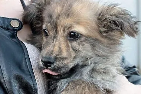 Jeżu czyli Jurek do adopcji ,  śląskie Częstochowa