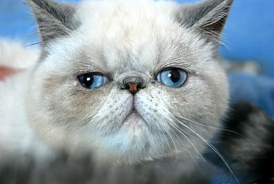 Kamea -kotka EXO z niebieskimi znaczeniami