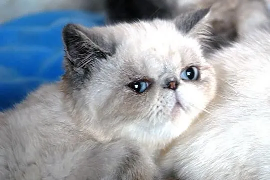 Kamea -kotka EXO z niebieskimi znaczeniami