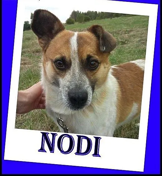 Łaciaty,młody,nieduży Nodi - szuka domu. ADOPCJA !