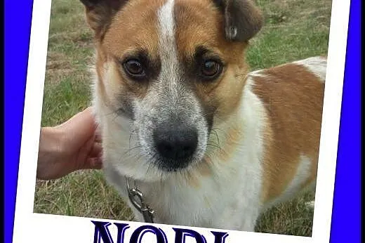 Łaciaty,młody,nieduży Nodi - szuka domu. ADOPCJA !