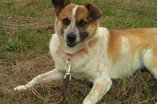 Łaciaty,młody,nieduży Nodi - szuka domu. ADOPCJA !