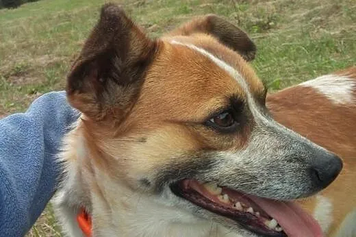 Łaciaty,młody,nieduży Nodi - szuka domu. ADOPCJA !