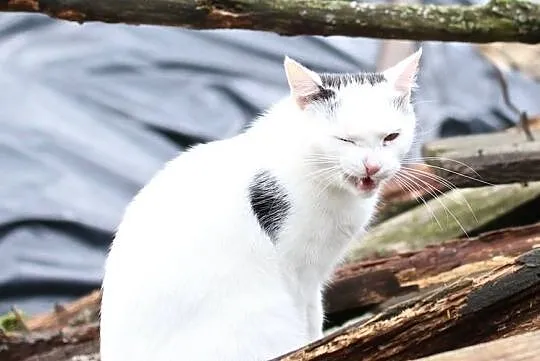 VIOLA - delikatna, towarzyska kotka poleca się do adopcji!, Mazowieckie, Warszawa