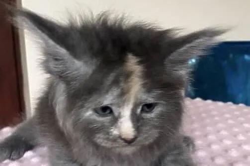 Maine Coon - koteczka !