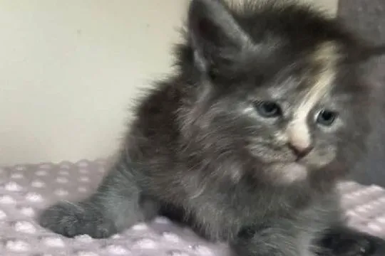 Maine Coon - koteczka !, Dolnośląskie, Wińsko