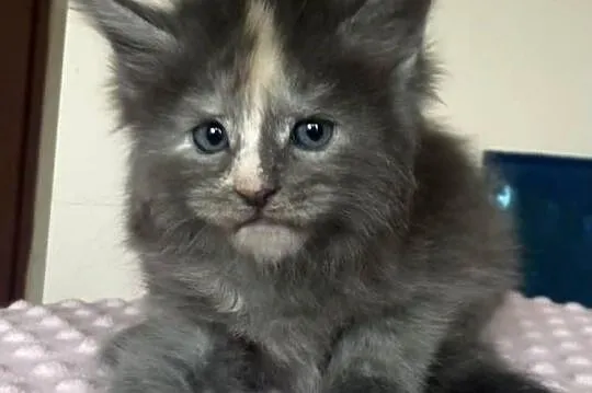 Maine Coon - koteczka !, Dolnośląskie, Wińsko