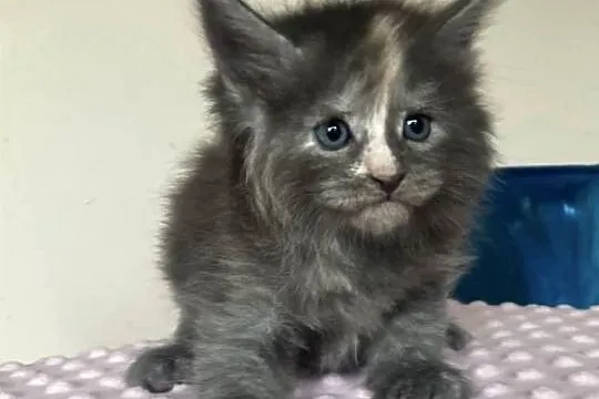 Maine Coon - koteczka !, Dolnośląskie, Wińsko