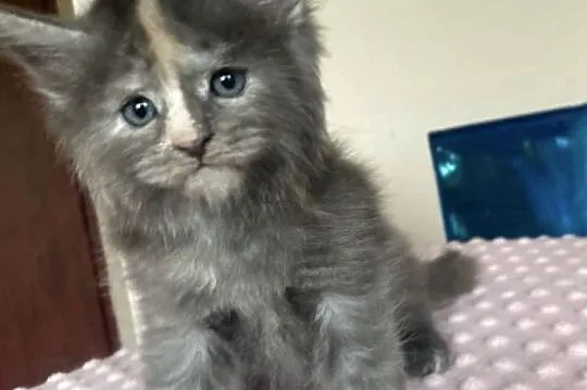 Maine Coon - koteczka !, Dolnośląskie, Wińsko