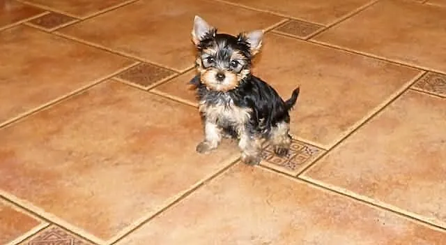 Yorkshire Terrier