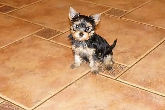 Yorkshire Terrier