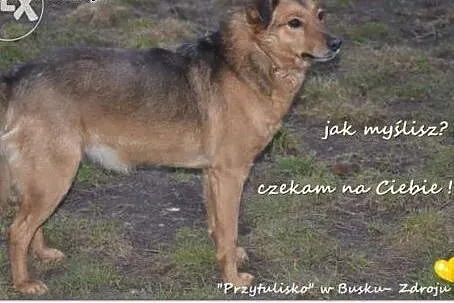 Ciastek błaga o dom !!!,  śląskie Dąbrowa Górnicza