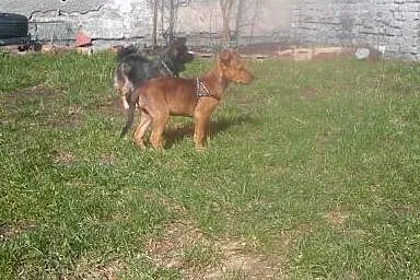 Urocza Beta szuka domku !,  śląskie Sosnowiec