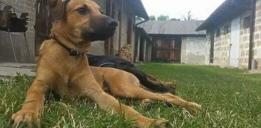 Młody psiak zabrany z interwencji szuka domu!, śl