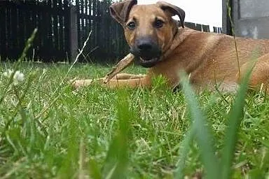 Młody psiak zabrany z interwencji szuka domu!,  śl