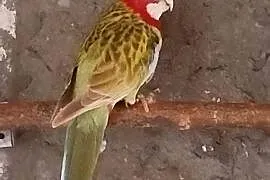 Papugi nimfy