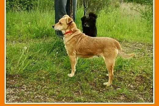 Młoda,średnia,przemiła suczka TOLA,łagodna,towarzy