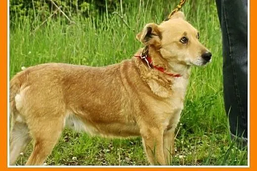 Młoda,średnia,przemiła suczka TOLA,łagodna,towarzy