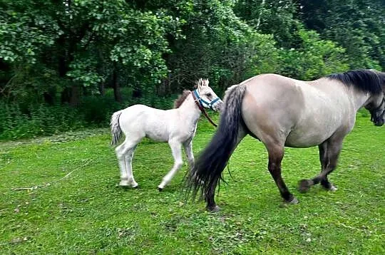 Konik polski ogierek, Warmińsko-mazurskie, Wielbark