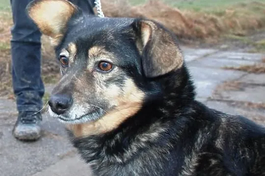 Mięciutki jak owieczka Forint - super fajny piesek, adopcja