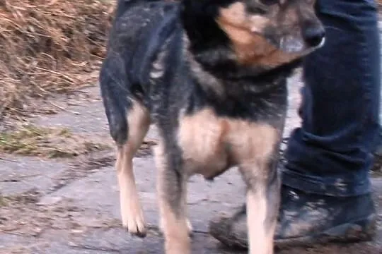 Mięciutki jak owieczka Forint - super fajny piesek