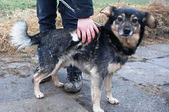 Mięciutki jak owieczka Forint - super fajny piesek