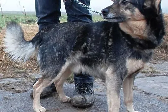 Mięciutki jak owieczka Forint - super fajny piesek
