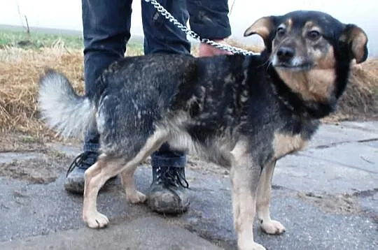 Mięciutki jak owieczka Forint - super fajny piesek