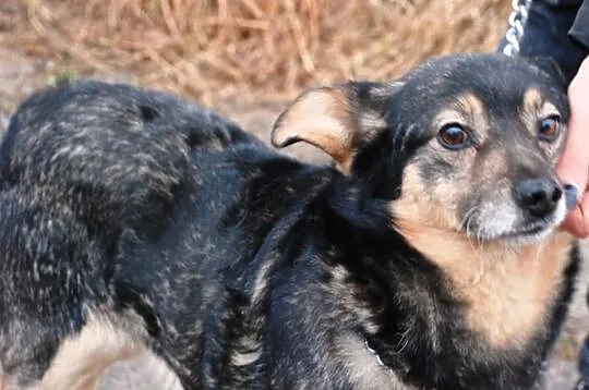 Mięciutki jak owieczka Forint - super fajny piesek
