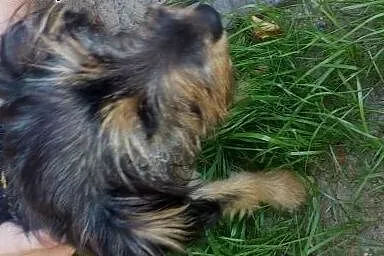 Pikuś maleńki po przejściach,  śląskie Częstochowa