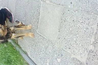 Pikuś maleńki po przejściach,  śląskie Częstochowa