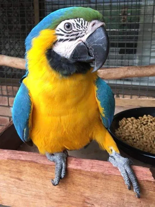 Oswojone i inteligentne pisklę ara arouana do adopcji..;;;;;, , Lody