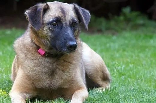 LINKA SZUKA KOCHAJĄCEGO DOMU,  mazowieckie Warszaw