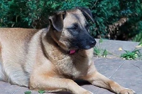 LINKA SZUKA KOCHAJĄCEGO DOMU,  mazowieckie Warszaw