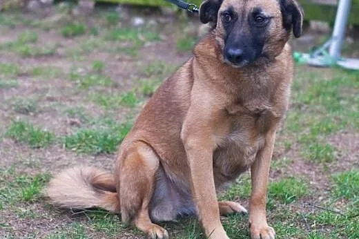 LINKA SZUKA KOCHAJĄCEGO DOMU,  mazowieckie Warszaw
