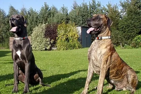 School4dogs. szkola dla psow-z dojazdem do klienta