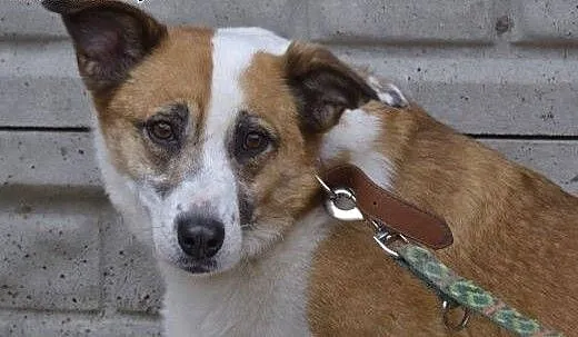 Vika-cicha,spokojna,delikatna,nienachalna suczka do adopcji, 13-15kg, mazowieckie Warszawa, Mazowieckie, Warszawa