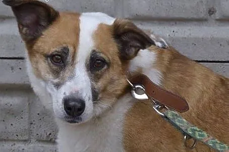 Vika-cicha,spokojna,delikatna,nienachalna suczka do adopcji, 13-15kg,  mazowieckie Warszawa, Mazowieckie, Warszawa