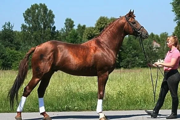 Stanówka ogierem Justus (Bekas po Divisior xx/Jurata po Przedświt XIII-4), ,
