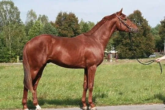 Stanówka ogierem Justus (Bekas po Divisior xx/Jurata po Przedświt XIII-4), , 