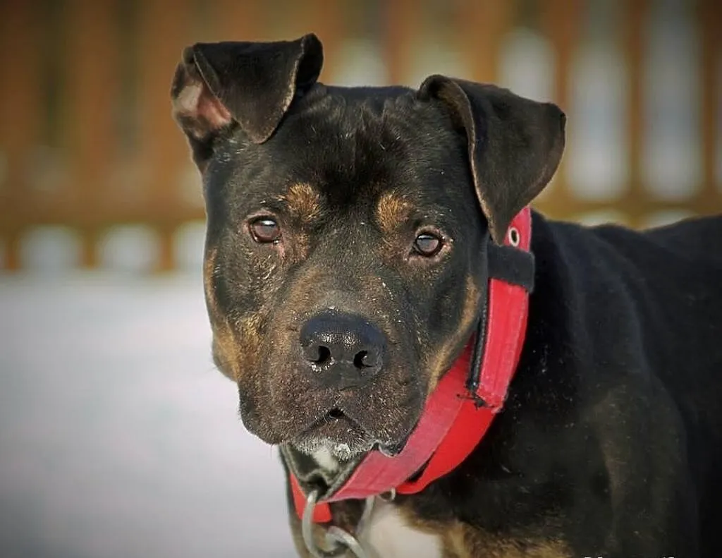Amstaffy Niczyje - Amstaff Gucio, najpiękniejszy z