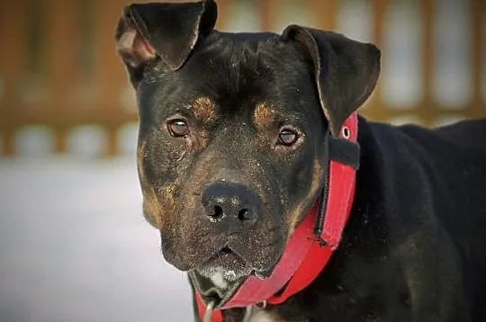 Amstaffy Niczyje - Amstaff Gucio, najpiękniejszy z