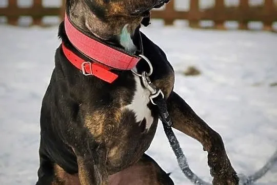 Amstaffy Niczyje - Amstaff Gucio, najpiękniejszy z