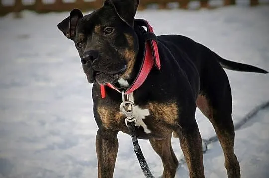 Amstaffy Niczyje - Amstaff Gucio, najpiękniejszy z