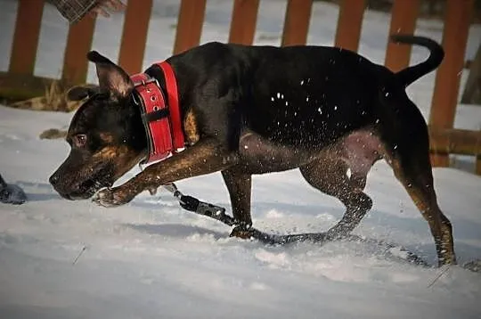 Amstaffy Niczyje - Amstaff Gucio, najpiękniejszy z