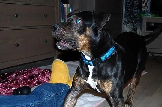 Amstaffy Niczyje - Amstaff Gucio, najpiękniejszy z